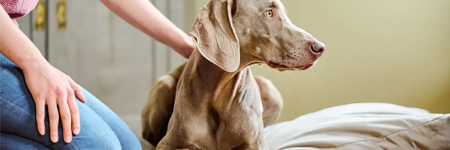 Beaphar Gedrag en training voor honden