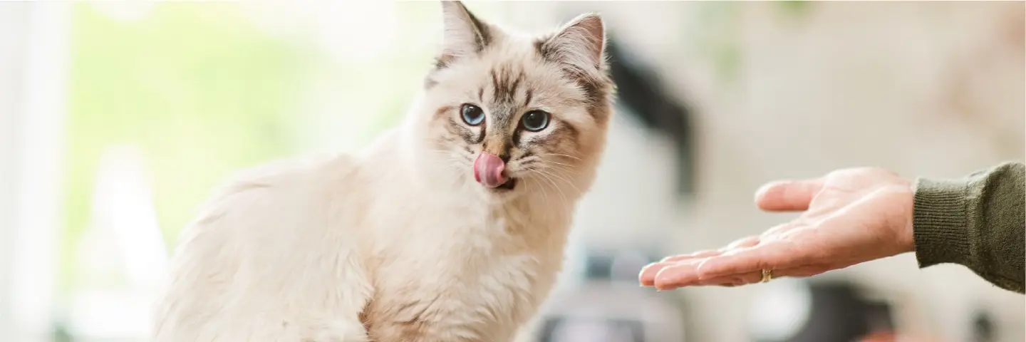 Beaphar Voeding en snacks kat producten