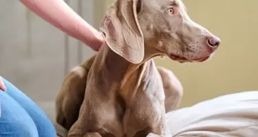 Stressfreie Feiertage Hund