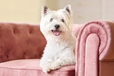 Mobile header Beaphar Pet Wipes