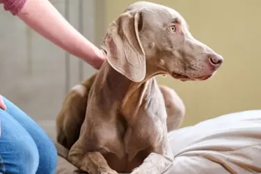 Stressfreie Feiertage Hund