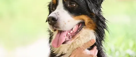 Beaphar-Hond-Verzorging