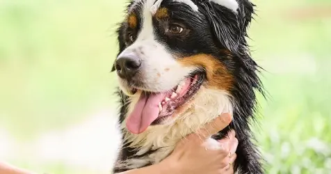 Beaphar-Hond-Verzorging