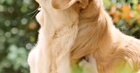 Beaphar-Hond-Vlooien-en-Teken