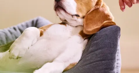 Beaphar ontspannen hond