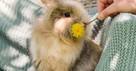 Beaphar vitaminen voor konijn