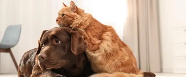 beaphar canicomfort voor stressvolle situaties gedragsproblemen honden