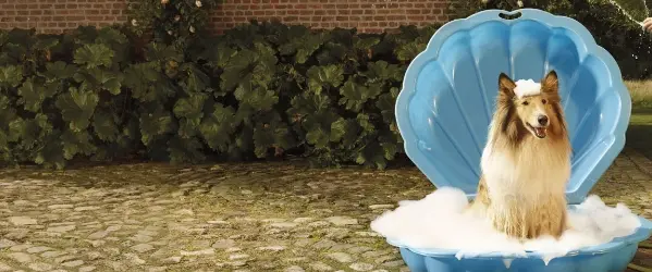 Beaphar Shampoo range for all pets