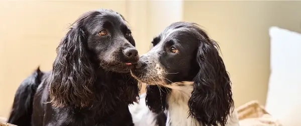 Beaphar-Hond-Gedrag-en-Training-2