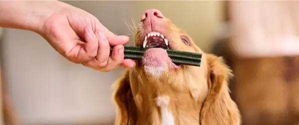 Beaphar-Perro-Cuidados-Dental